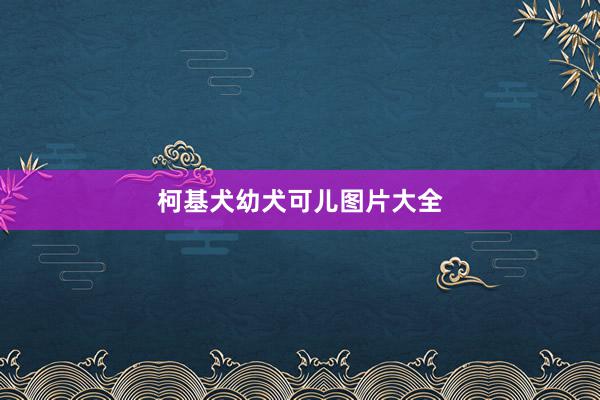 柯基犬幼犬可儿图片大全